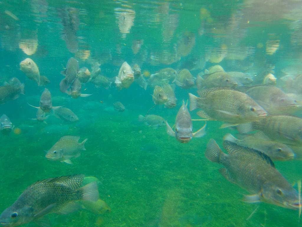 Aquafarmen – Fischbewirtschaftung